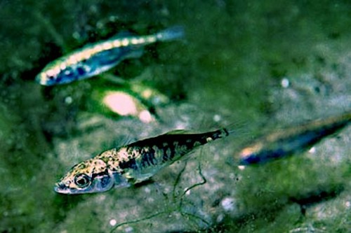 Social fish, the stickleback
